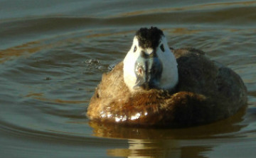 birding trip Malaga city texto alternativo