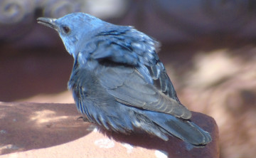 birding trip Torcal de Antequera texto alternativo