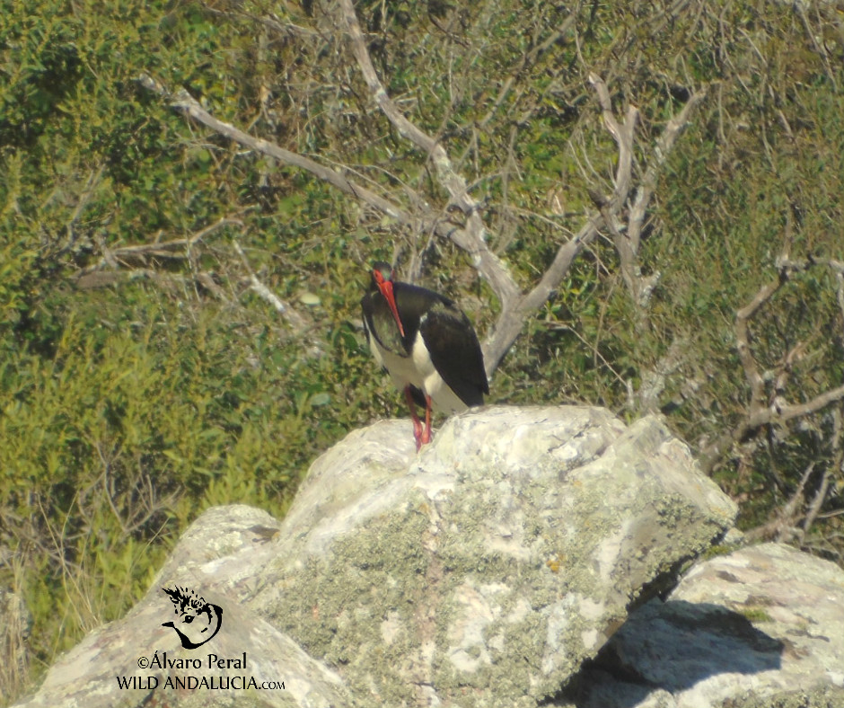 Black Stork in Monfrague