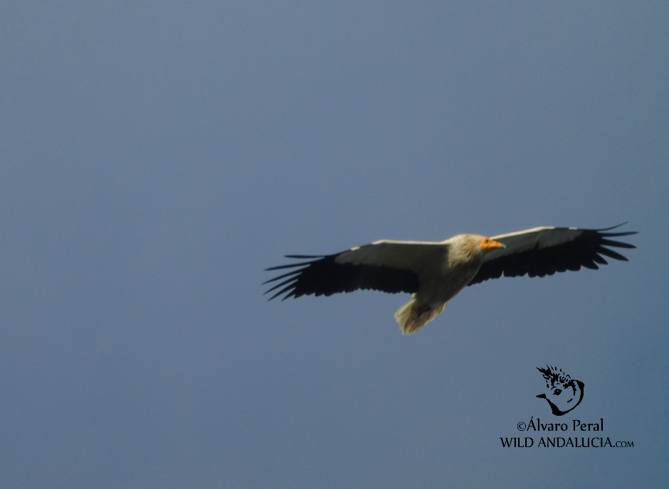 Egyptian Vulture Extremadura