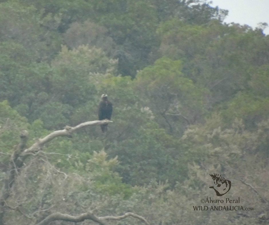 Imperial Eagle in Monfrague, Extremadura