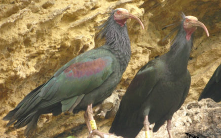 Northern Bald Ibis in Spain