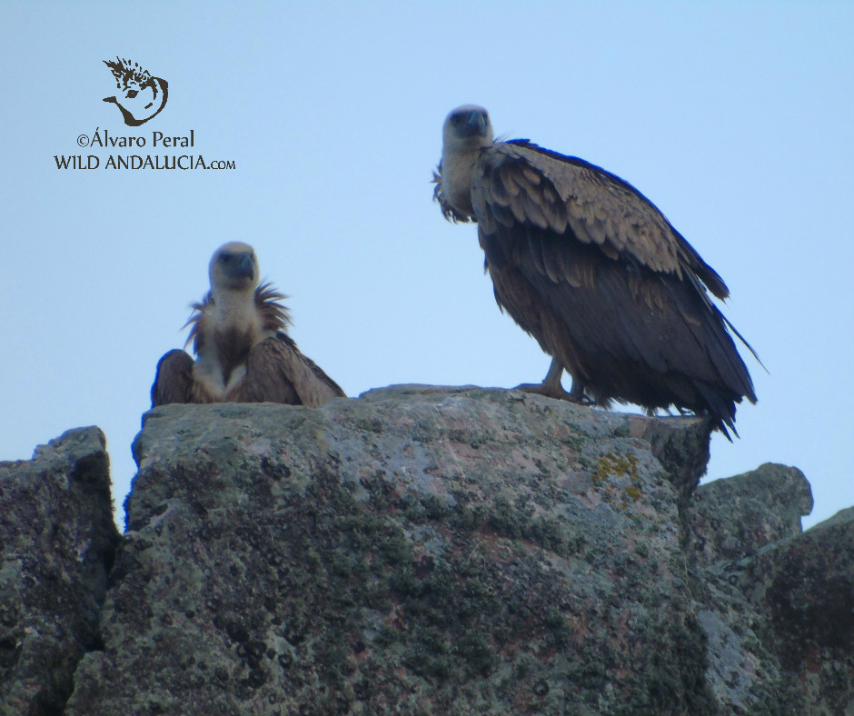 Griffon Vultures in salto del gitano cliff