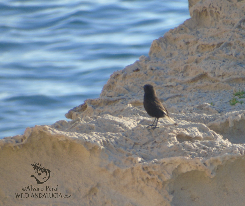 Black Wheatear while birding in the Cabo de Gata in Andalusia