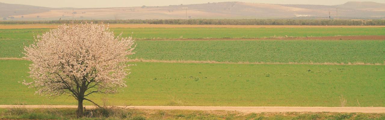 Great Bustard area of Osuna Steppes