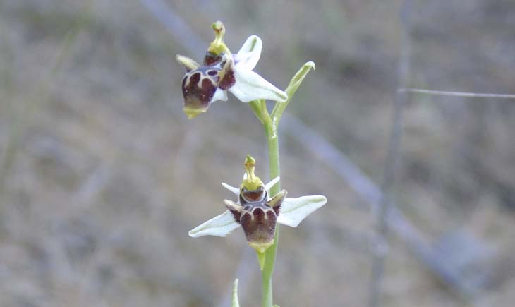 Orchid Ronda Grazalema Andalucia