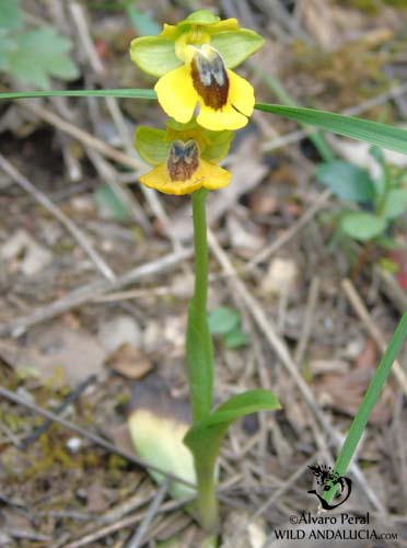 Yellow Ophrys in Andalucia