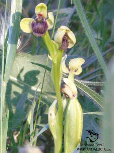 Orchids in Malaga: Ophrys bombyliflora