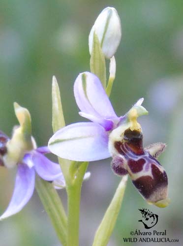 Ophrys picta in Malaga