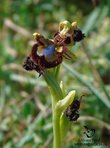 Ophrys speculum in Spain