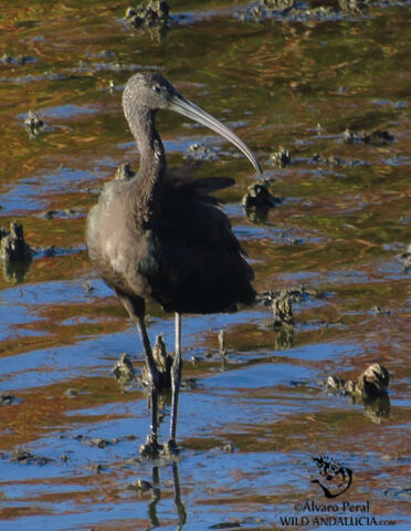 Glossy Ibis is a common sight in Coto Donana glossy ibis spain