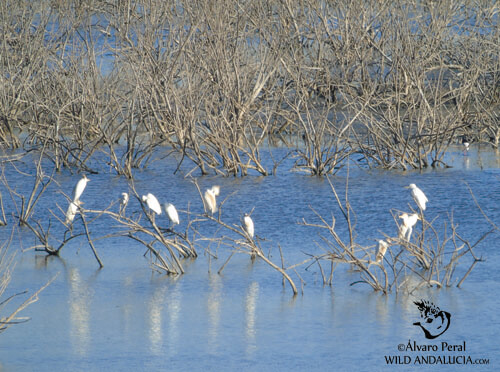egrets and waterfowl in spain