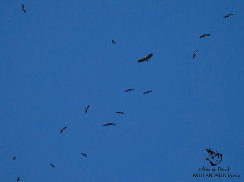egyptian vultures in extremadura