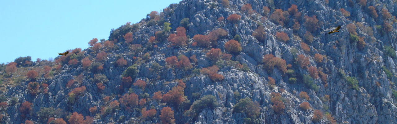 Nature tour in Ronda mountains