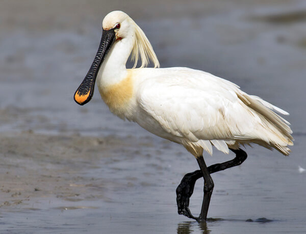 Spoonbill in El Rocío Spoonbill in south west iberia