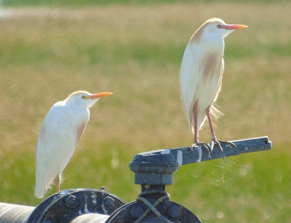 The Cattle Egrets in Northern Donana pair of cattle egrets in the colony