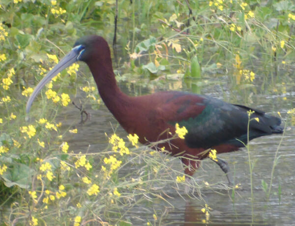 The Glossy Ibises are common birds near El Rocío Plegadis in donana
