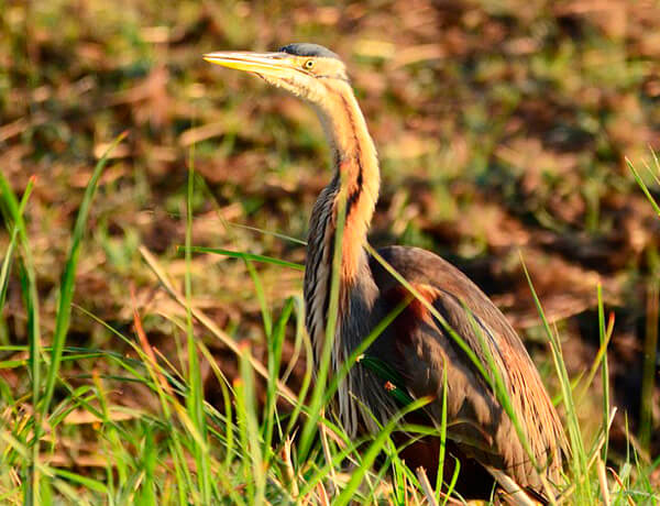 The Purple Herons breed in big numbers all over Doñana purple heron in donana