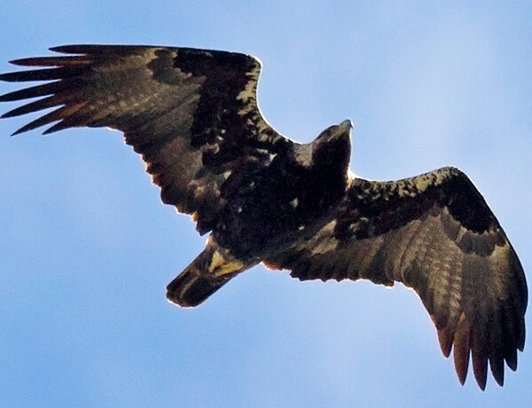 Spanish Imperial Eagle flying over Doñana marshes where to find a spanish imperial eagle