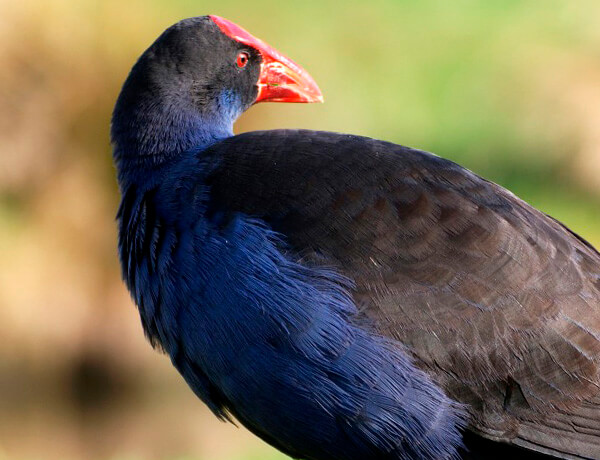 Swamphens are common in northern Doñana marsh hen in spain