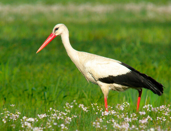 White stork foraging in Dehesa de Abajo white stork in spain