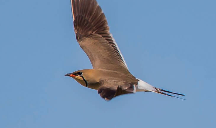 canastera-pratincole