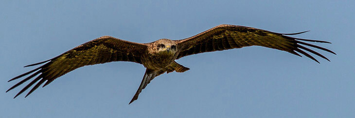 Birding tour in the Strait of Gibraltar, Spain