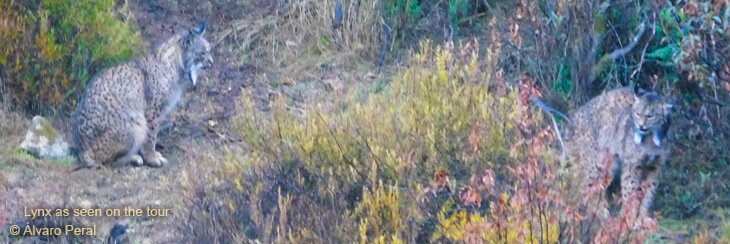 iberian lynx tour andalucia