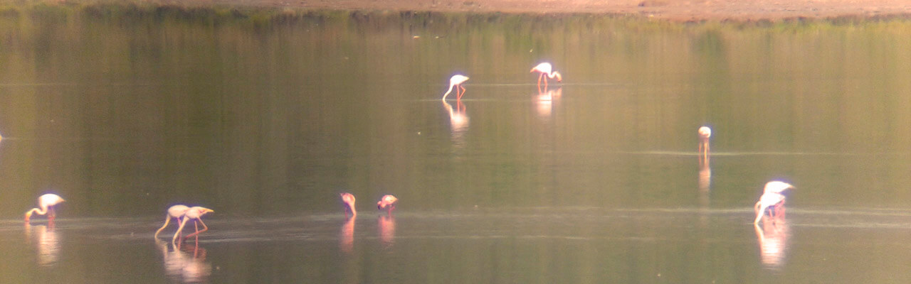 lesser flamingo in fuente de piedra spain