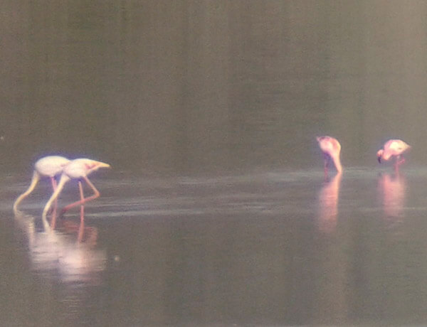 lesser vs greater flamingo
