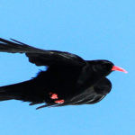 chough watch in south spain
