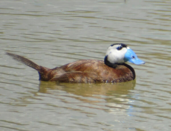 white headed duck in andalucia south spain