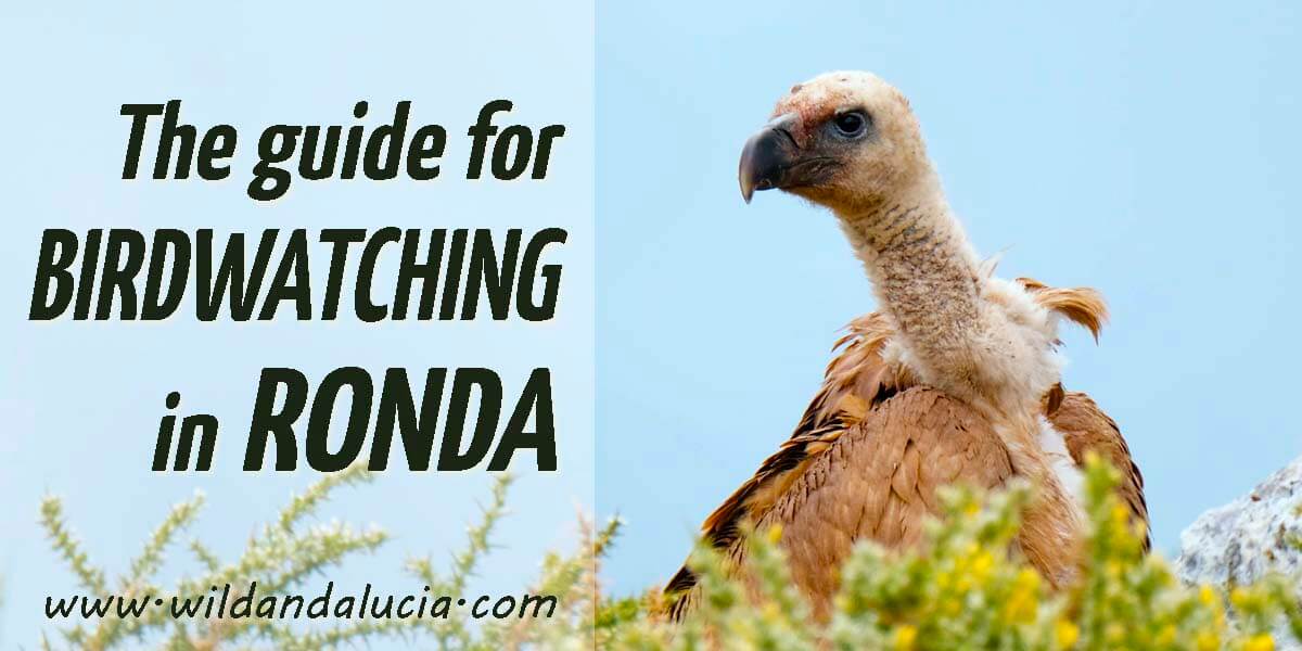 birdwatching in Ronda