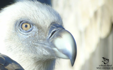 birding ronda spain