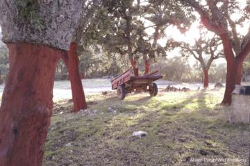 cork oak forest grazalema