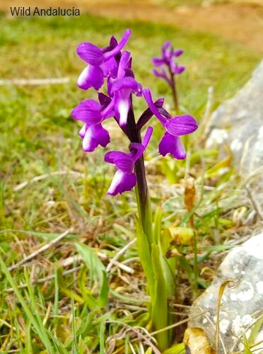 champagne orchid in spain