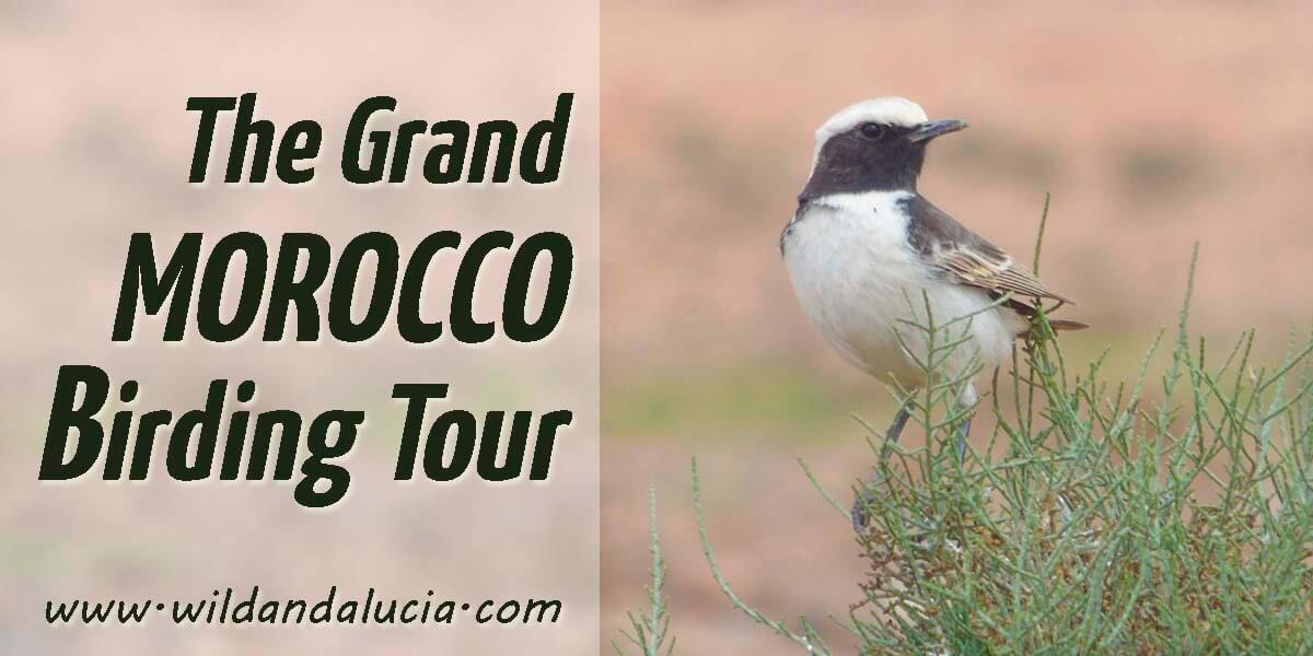 Morocco bird tour