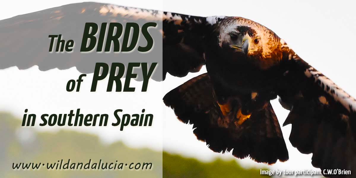 Birds of prey in Southern Spain - WILD ANDALUCIA BIRDING TOURS