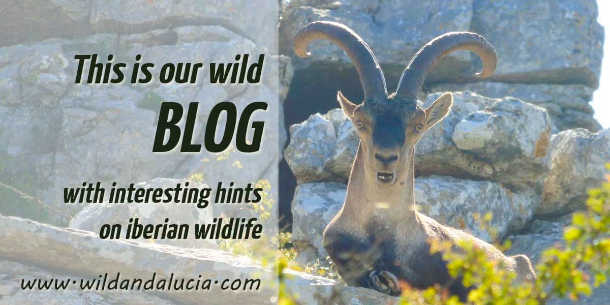 Wild Andalucia's Blog
