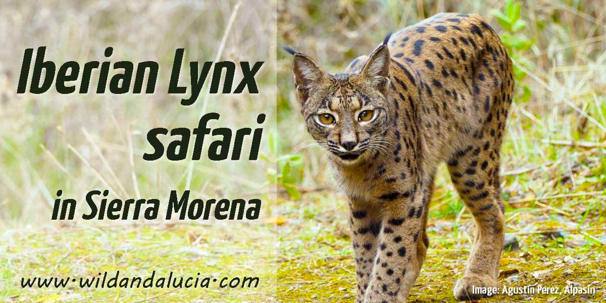 Iberian Lynx tour in Andujar
