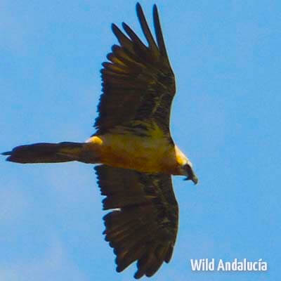 Birds of prey in Southern Spain - WILD ANDALUCIA BIRDING TOURS