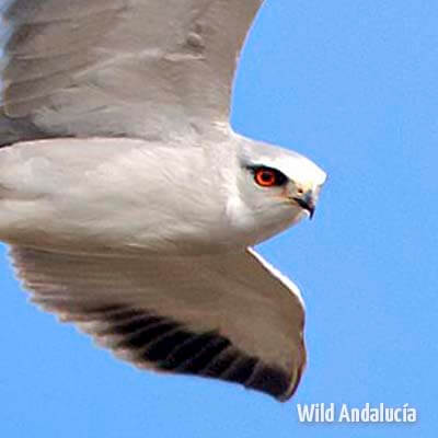 Birds of prey in Southern Spain - WILD ANDALUCIA BIRDING TOURS