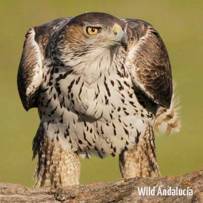 Birds of prey in Southern Spain - WILD ANDALUCIA BIRDING TOURS