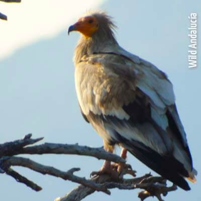 Birds of prey in Southern Spain - WILD ANDALUCIA BIRDING TOURS