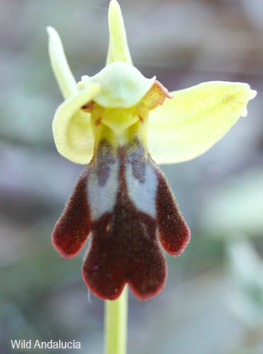 Ophrys lupercalis in Grazalema