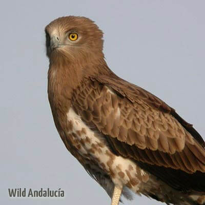 Birds of prey in Southern Spain - WILD ANDALUCIA BIRDING TOURS