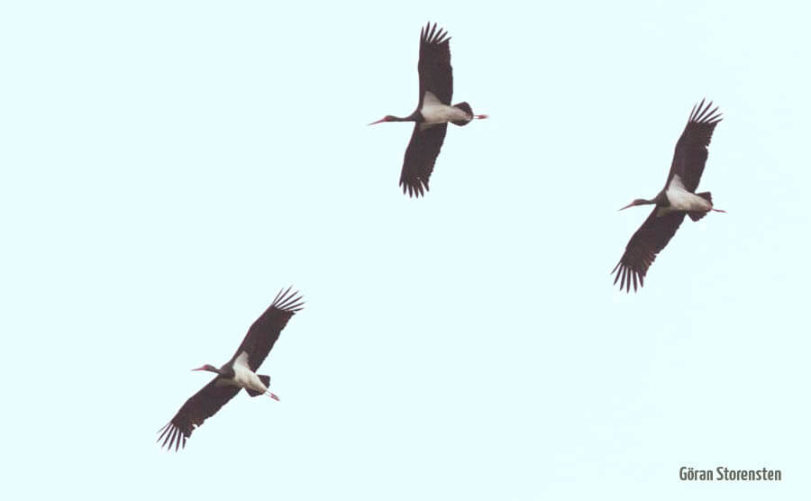 Black Storks flying over Cazalla raptor watchpoint