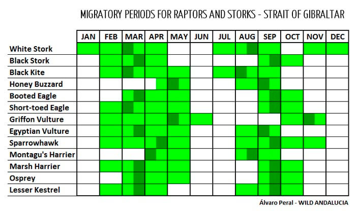 Tarifa bird migration calendar