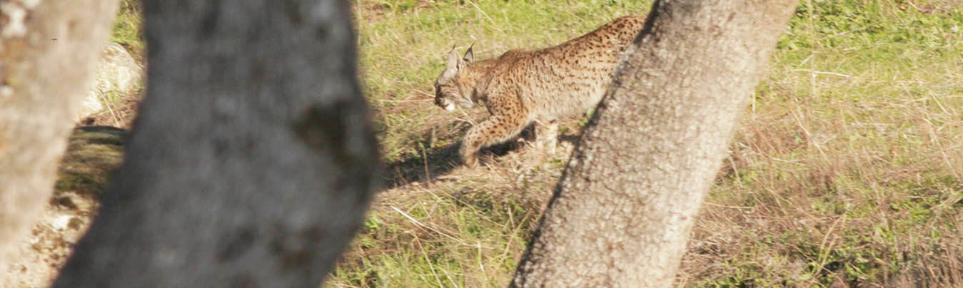 Iberian Lynx Sierra Morena