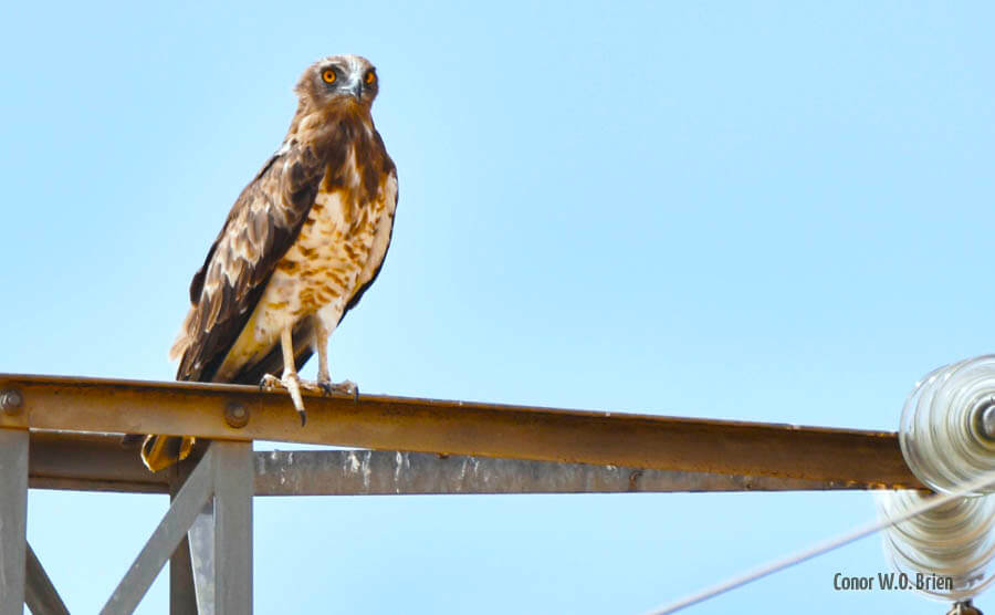 Short toed eagle migration over Tarifa